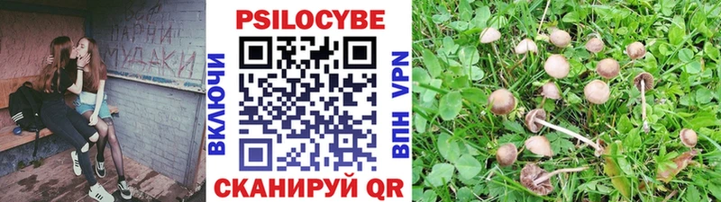 Галлюциногенные грибы Psilocybe  Бокситогорск 